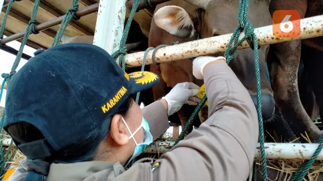 Sapi dari Bali Tanpa Lewati Daerah Wabah PMK