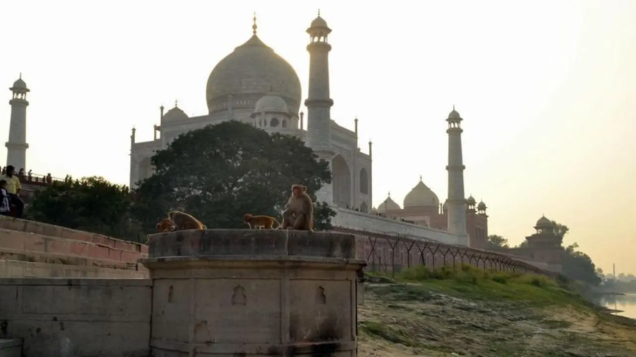 Kawanan monyet di luar kompleks Taj Mahal, India (AFP)