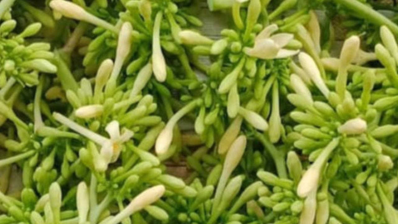bunga pepaya
