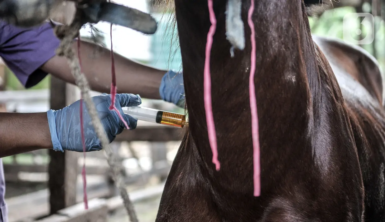 Dokter hewan dari Suku Dinas KPKP Jakarta Timur menyuntikkan vitamin pada kuda delman di kawasan Pengarengan, Cakung, Jakarta, Kamis (25/2/2021). Kegiatan ini kolaborasi Dinas KPKP DKI Jakarta dengan Kementerian Pertanian dan gabungan perhimpunan dokter hewan. (merdeka.com/Iqbal S. Nugroho)