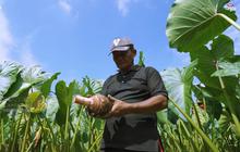 Ubah Lahan Kosong Jadi Ladang Emas, Budidaya Talas Pratama Laku Keras di Pasar Lokal dan Internasional