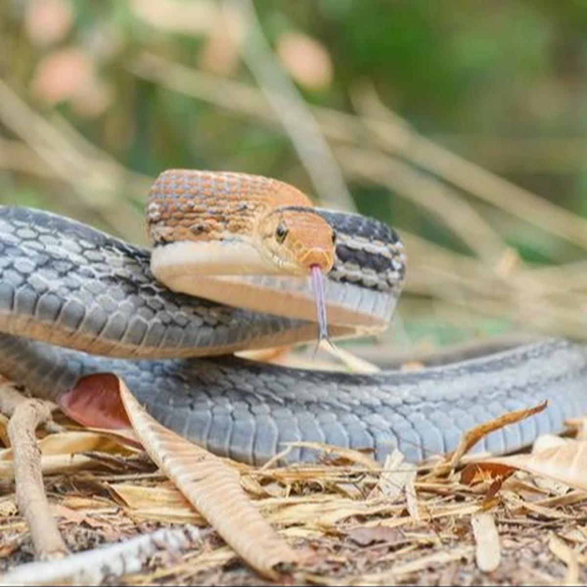 12 Jenis Ular yang Penting untuk Memangsa Tikus, Bantu Petani Melindungi Sawah
