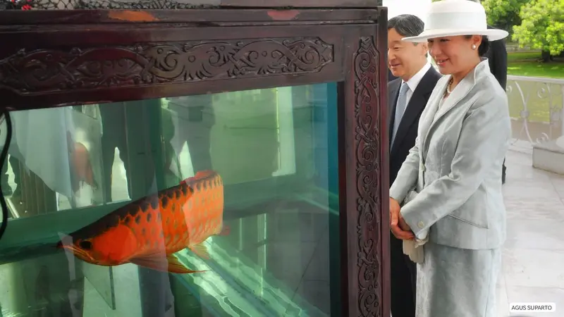 Presiden Jokowi tampak memperlihatkan ikan arwana yang nantinya akan diserahkan kepada Kaisar Jepang Naruhito