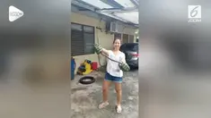 Seorang wanita menggunakan sarung tangan hulk untuk menangkap ular piton. Ular sepanjang 1,2 meter itu melingkar di pagar rumahnya.