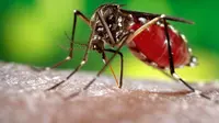 Menurut JK, DBD dan malaria dapat dicegah dengan menjaga lingkungan tempat tinggal dalam keadaan sehat.