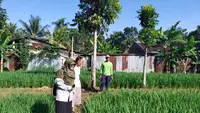 Unsoed Purwokerto kembangkan padi protein tinggi dengan cara ramah lingkungan. (Foto: Liputan6.com/Unsoed)