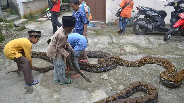 Ular-ular piton raksasa sering berinteraksi dengan anak-anak dengan pengawasan perawat atau pawangnya. (Liputan6.com/Muhamad Ridlo)