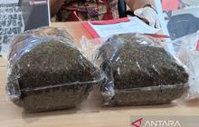 Polisi Jayapura Tangkap Pengedar Ganja Warga PNG, Sita 1,6 Kg Narkotika