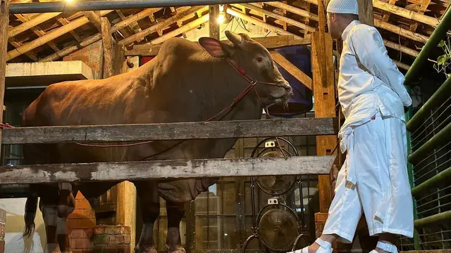 Bobot Wariso dan Harganya, Sapi Kurban Jumbo Irfan Hakim untuk Kurban