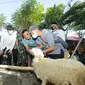 Pemkot Probolinggo lakukan sidak hewan kurban untuk pastikan  kesehatannya dan terhindar dari PMK (Istimewa)