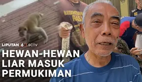 Hewan-Hewan Liar Masuk Permukiman