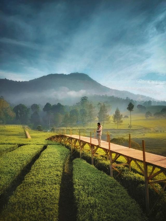 Tempat Kemping di Tengah Kebun Teh Pangalengan Bandung, Ramai Pengunjung Walau Belum Rampung