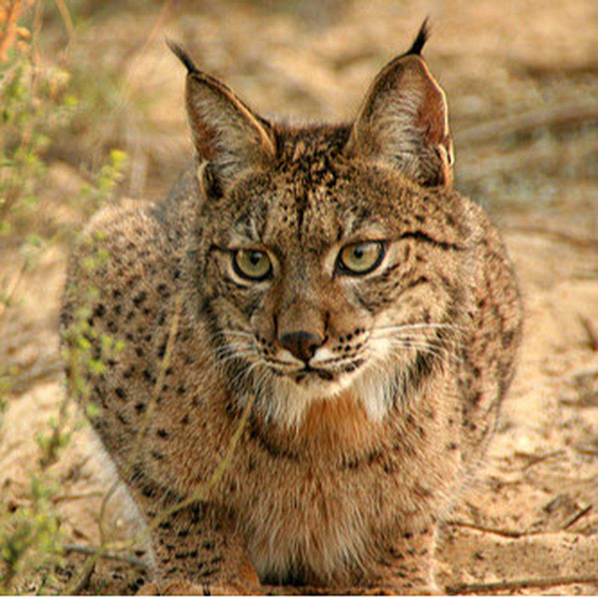 Caracal