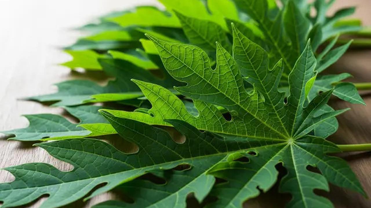 Cara Membuat Dendeng Daun Pepaya Pedas Gurih, Olahan Unik Anti Pahit