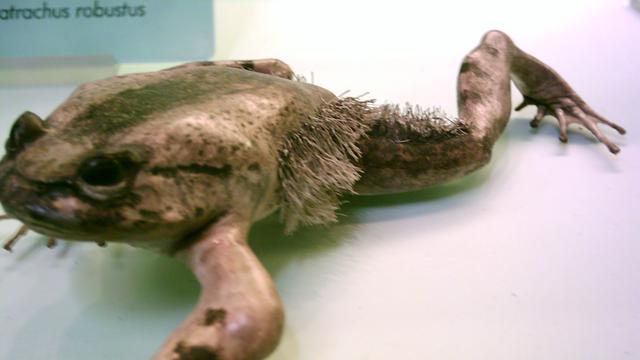 Hairy Frogs