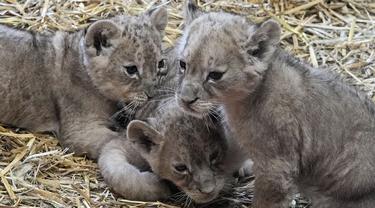 Tiga anak singa kembar Jamila, Kumani dan Malaika menikmati hari pertama mereka diperlihatkan ke publik di Kebun Binatang di Gelsenkirchen, Jerman, Senin (15/11/2021). Sang induk, Fiona melahirkan tiga anak singa itu pada 8 Oktober 2021 lalu. (AP Photo/Martin Meissner)