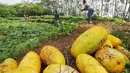 Petani memanen buah timun suri untuk keperluan berbuka puasa di Desa Kemang, Bogor, Selasa (7/5/2019). Intensitas hujan yang tinggi di Bogor menyebabkan hasil panen menurun sehingga harga timun suri naik 100 persen dari Rp 6 ribu per buah menjadi Rp 12 ribu per buah. (merdeka.com/Arie Basuki)