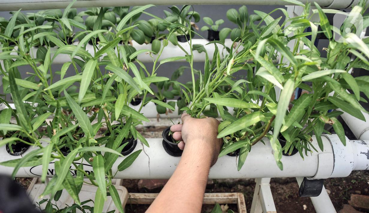 Anggota Karang Taruna RW 04 Kebon Baru saat melakukan perawatan sayuran yang ditanam dengan sistem hidroponik di Kebun Edukasi, Tebet, Jakarta Selatan, Selasa (19/7/2022). Untuk pakcoy, kangkung, dan bayam dijual di pasar swalayan dengan harga Rp 6.500 - Rp 7.500 per 250 gram. (merdeka.com/Iqbal S. Nugroho)