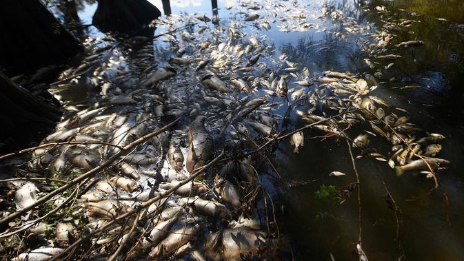 Sejumlah ikan mati tergeletak di tepi Greenfield Lake, North Carolina, 23 September 2018. Ikan mulai menyusul Badai Florence tetapi tidak ada penjelasan resmi yang diberikan oleh Departemen Kualitas Lingkungan (Matt Born / The Star-News via AP)