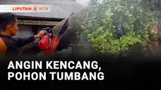 Hujan deras yang disertai angin kencang menumbangkan sejumlah pohon di jalur Pantura. Selama proses pembersihan pohon tumbang, jalur Pantura macet total.