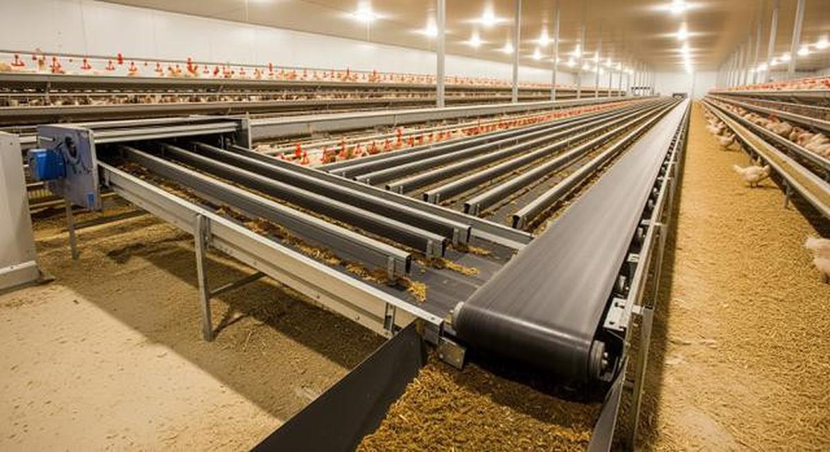 6 Model dan Sistem Pembuangan Kotoran Kandang Ayam Petelur yang Efektif dan Hemat Biaya