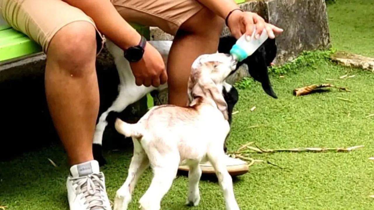 Berinteraksi dengan Hewan di Kebun Binatang Mini