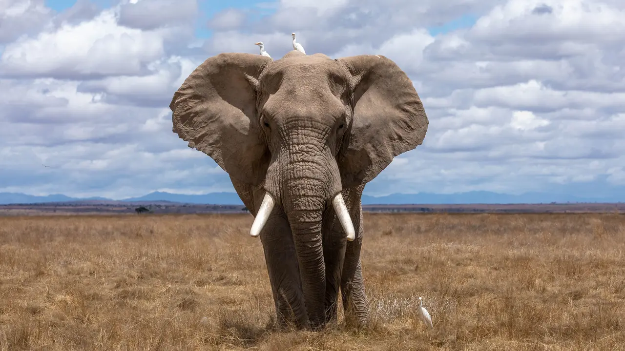 Gajah- Vania