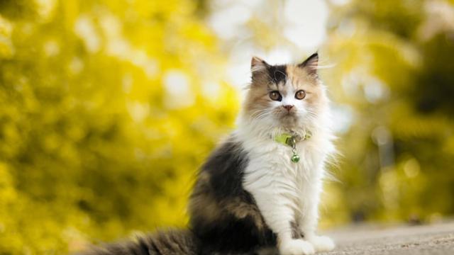 Ilustrasi kucing persia