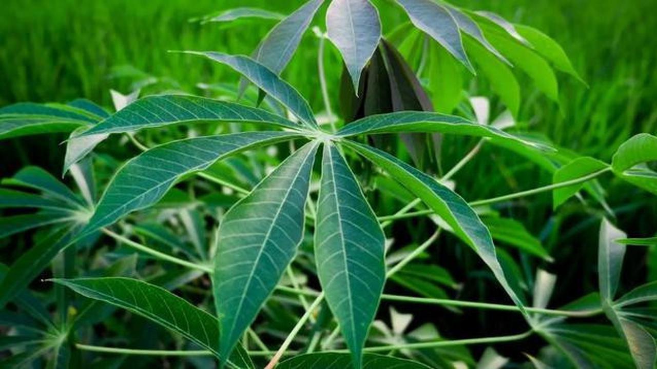 Cara Rebus Daun Singkong Seperti di Rumah Makan Padang, Hijau Segar dan Empuk