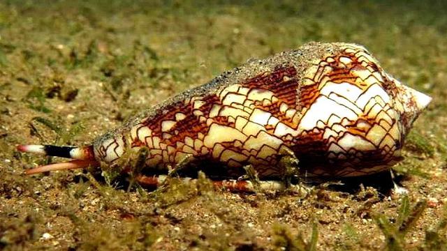 Racun Siput Laut Ampuh Hilangkan Rasa Sakit Tertarik Coba Health Liputan6 Com