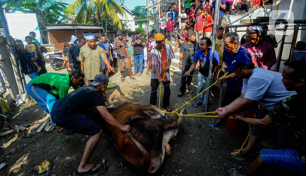 Sejumlah petugas menyiapkan sapi kurban yang akan disembelih. (merdeka.com/Arie Basuki)