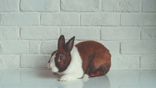 Penyebab Kelinci Tidak Mau Makan yang Paling Umum