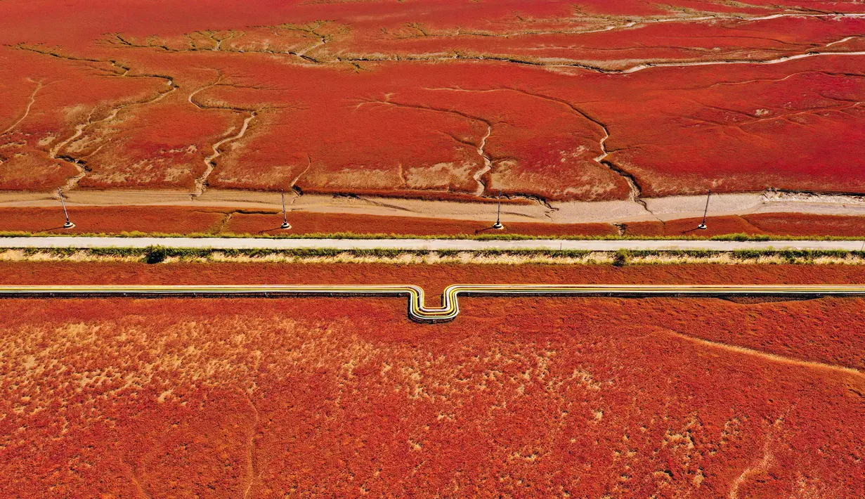 Pemandangan Pantai Merah, dinamakan demikian karena tanaman suaeda salsa yang tumbuh di lanskap rawa, di Panjin, provinsi Liaoning timur laut China (27/8/2021). Menurut Red Beach Wetland Resort Administrative Committee, daerah tersebut menarik lebih dari 2 juta wisatawan setiap tahun. (AFP/STR)