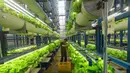 Sayuran seperti thai basil, italian basil, selada, shiso perilla, dan mint dipanen dari pertanian vertikal setinggi 18 meter ini. (merdeka.com/Arie Basuki)