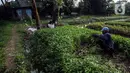 Warga memanen kangkung di lahan kosong yang dimanfaatkan untuk berkebun di kawasan Cengkareng, Jakarta Barat, Rabu (4/8/2021). Di tengah pandemi, warga di daerah tersebut bisa meraup keuntungan Rp 500 ribu sampai Rp 1 juta dalam sekali panen sayuran. (Liputan6.com/JohanTallo)