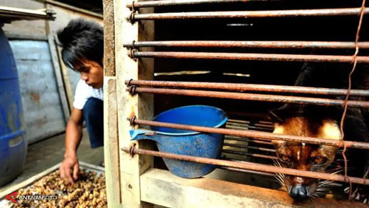 Kopi Luwak