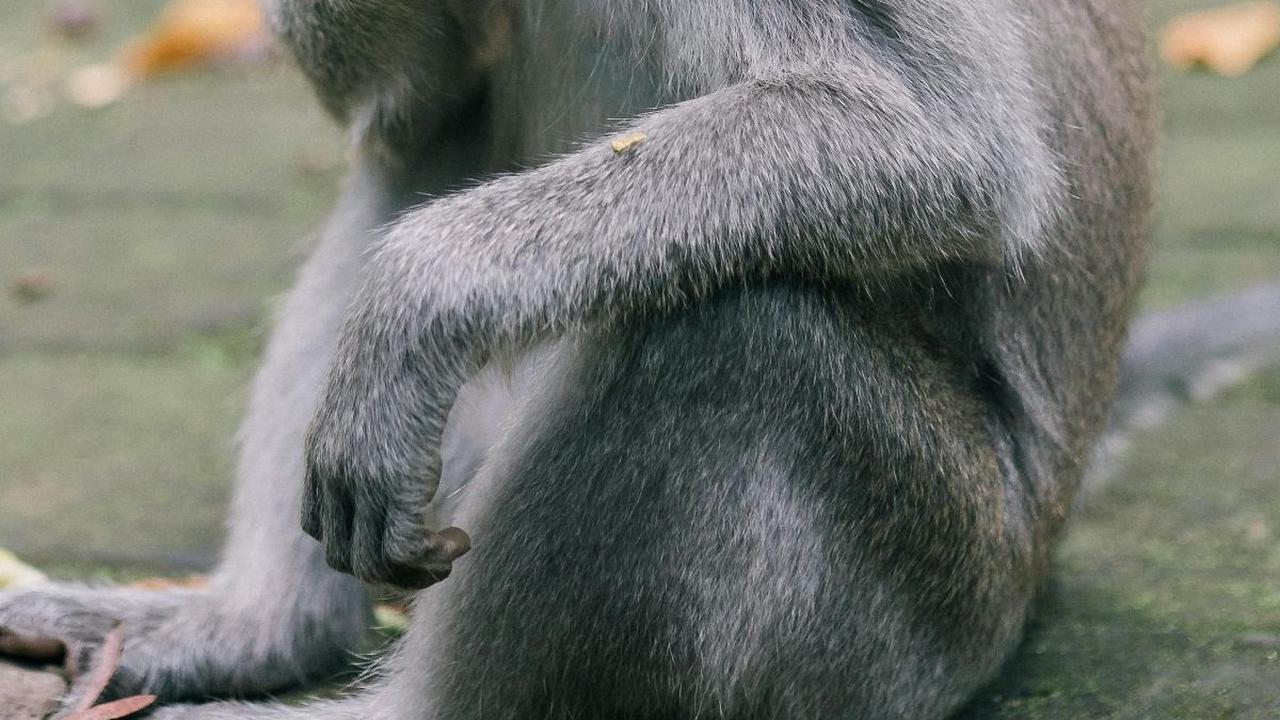 <b>Godzilla Didiagnosis Menderita PPenyakit Komplikasi Akibat Makanan Tidak Sehat</b>