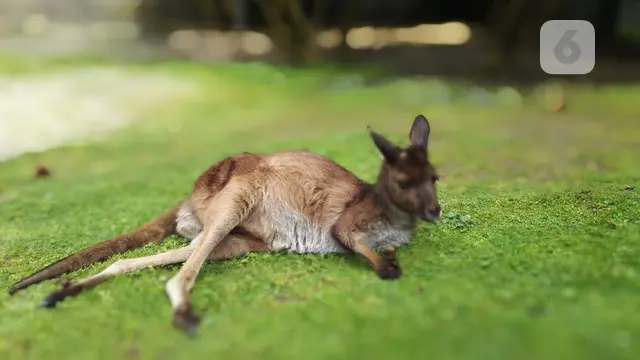 Kanguru di Healesville Sanctuary Park. (Liputan6.com/Tanti Yulianingsih)