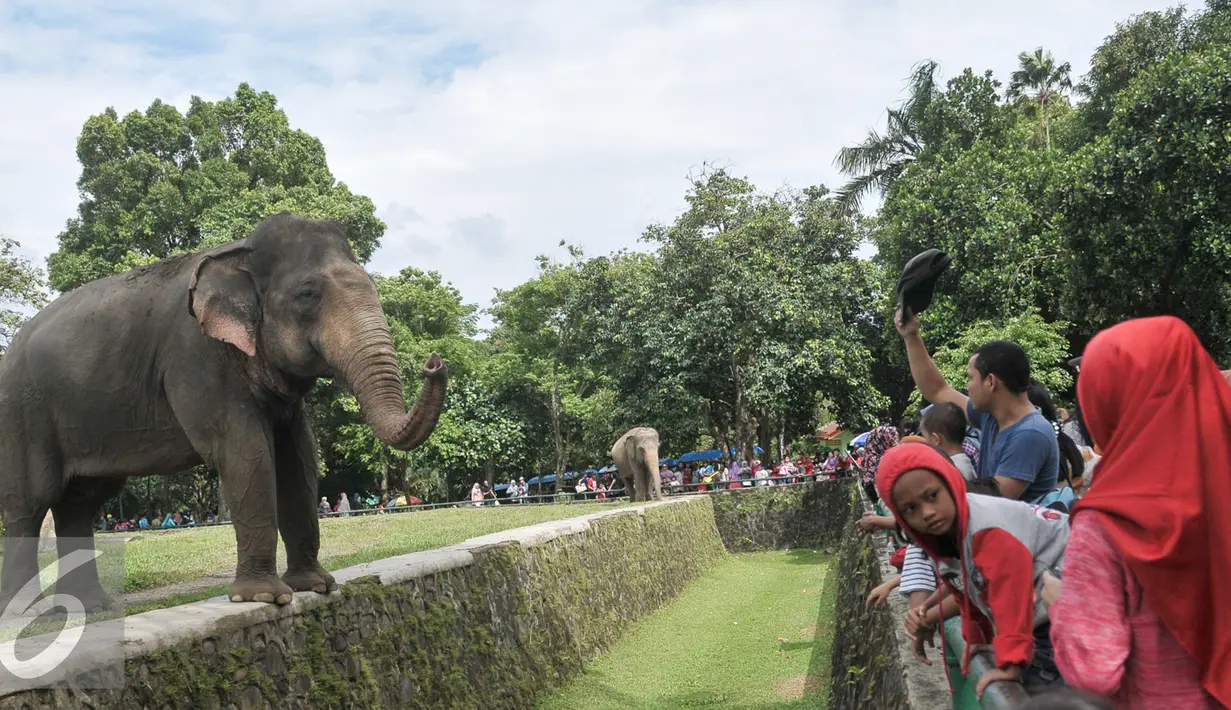 Sejumlah pengunjung melihat binatang gajah di Kebun Binatang Ragunan, Jakarta Selatan, Senin (12/12). Libur Maulid Nabi Muhammad SAW, Kebun Binatang Ragunan diserbu warga yang ingin menikmati waktu libur bersama keluarga. (Liputan6.com/Yoppy Renato)