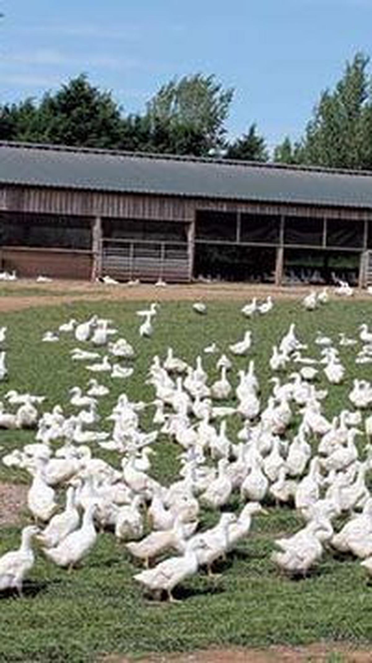 6. Ternak Bebek<br>