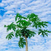 Ilustrasi pohon pepaya. (Gambar oleh Nanthapongs Songsil dari Pixabay)