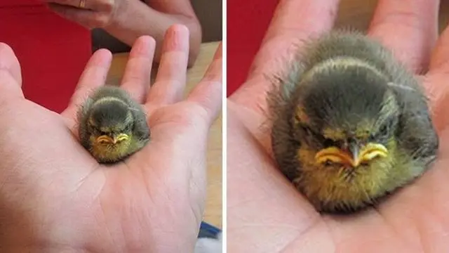 8 Potret Ekspresi Hewan Kalau Lagi Marah Ini Malah Lucu Banget