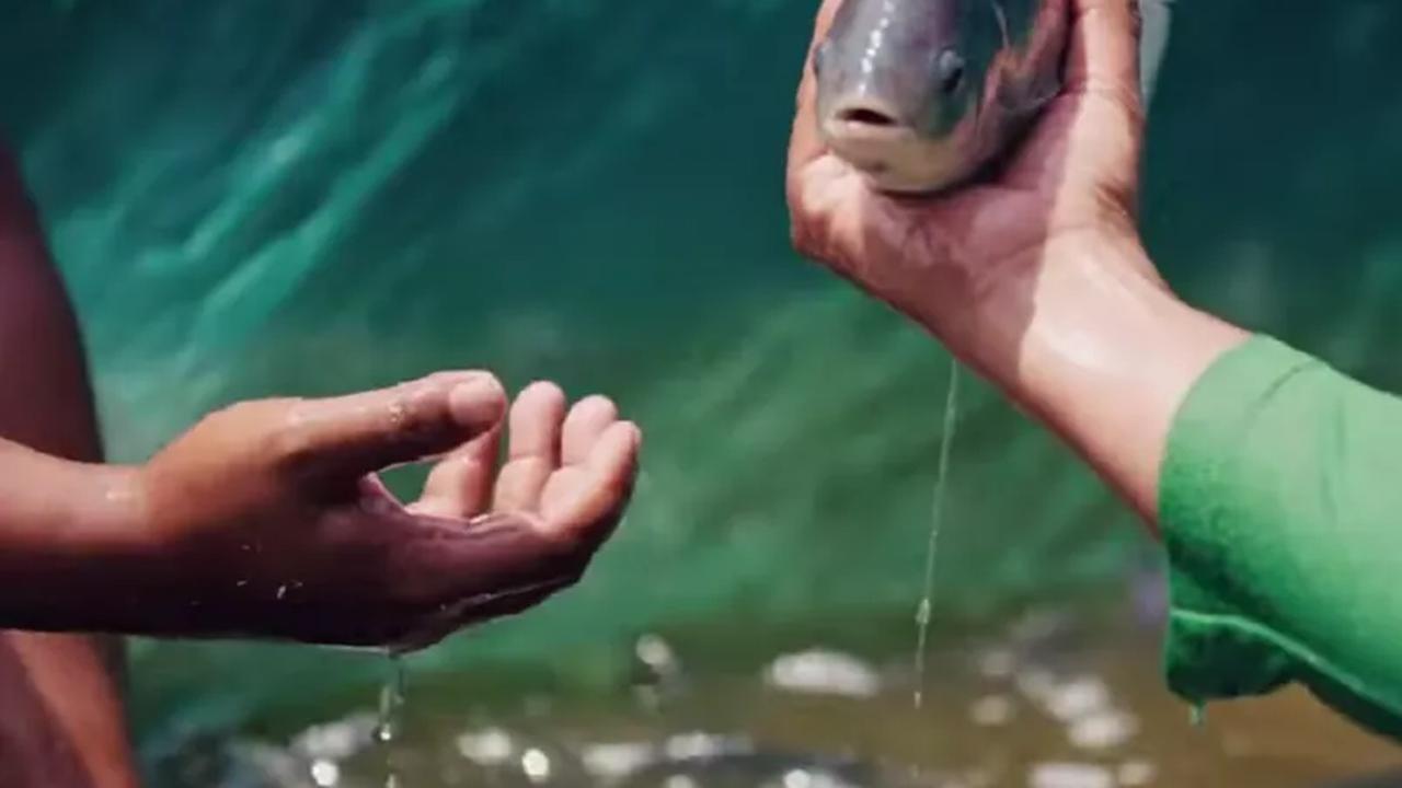 Lirik Ikan Nila