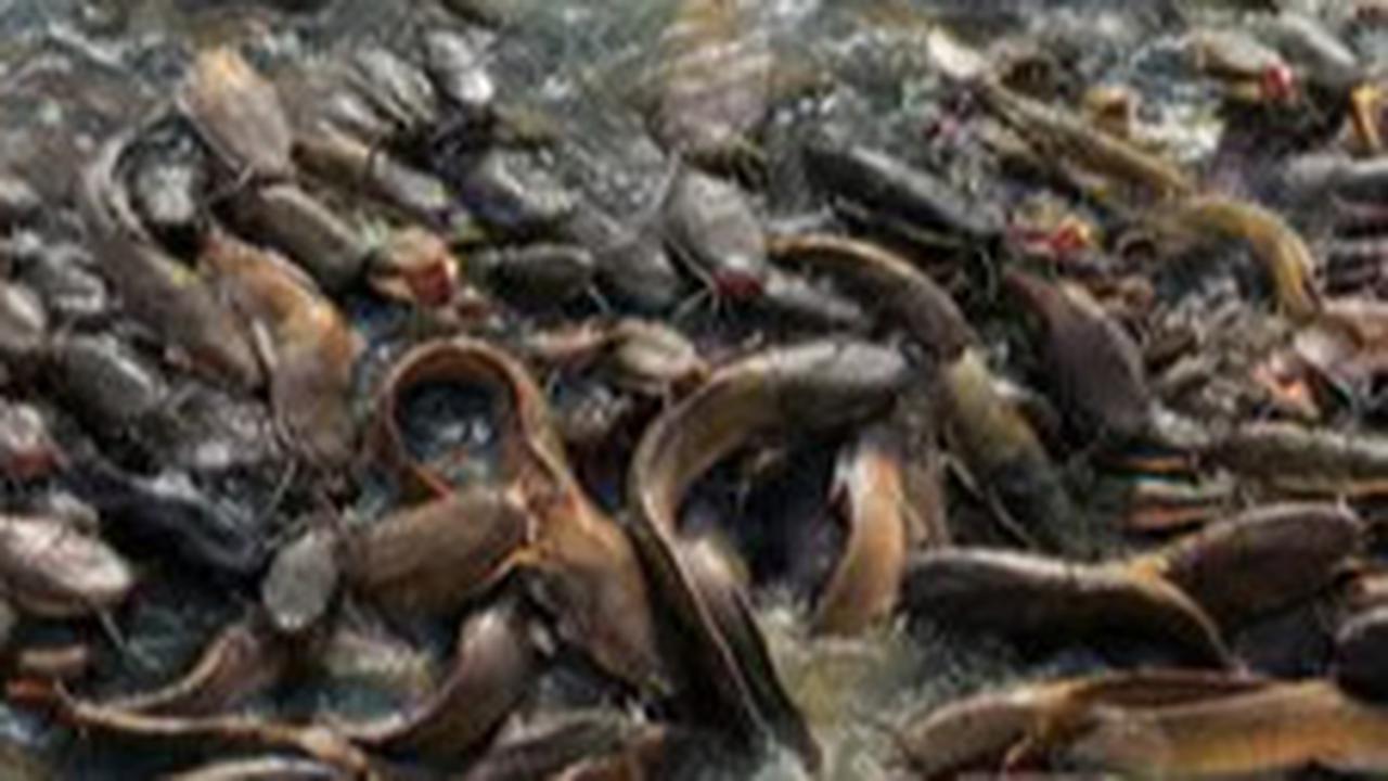 Cara Menghilangkan Lendir Ikan Lele Hanya Menggunakan 3 Bahan Dapur Saja