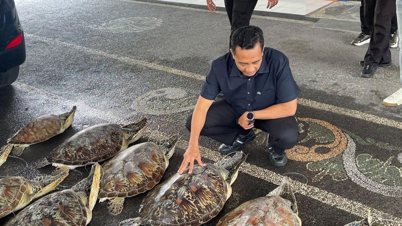 Polda Bali Gagalkan Penyelundupan Penyu Hijau di Buleleng, Satu Pelaku Diamankan