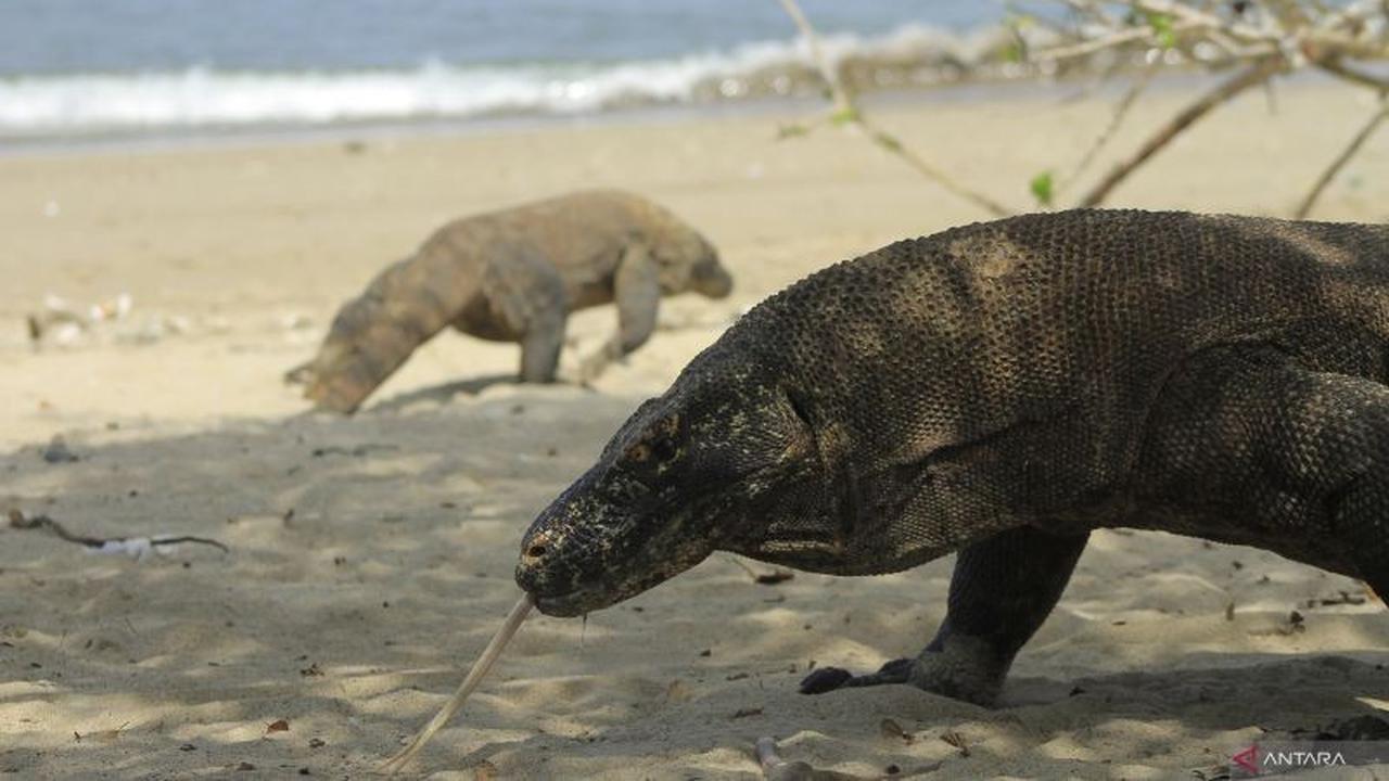 BTN Komodo Terapkan Kebijakan Kuota, Wisatawan Diimbau Kunjungi Destinasi Lain di Flores