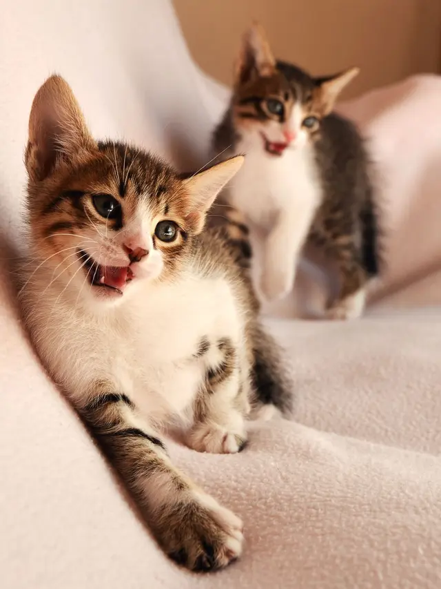 Kucing Mengeong