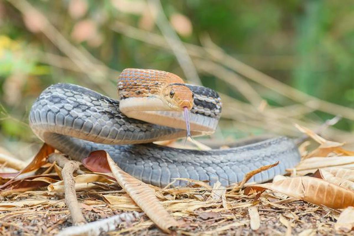 12 Jenis Ular yang Penting untuk Memangsa Tikus, Bantu Petani Melindungi Sawah