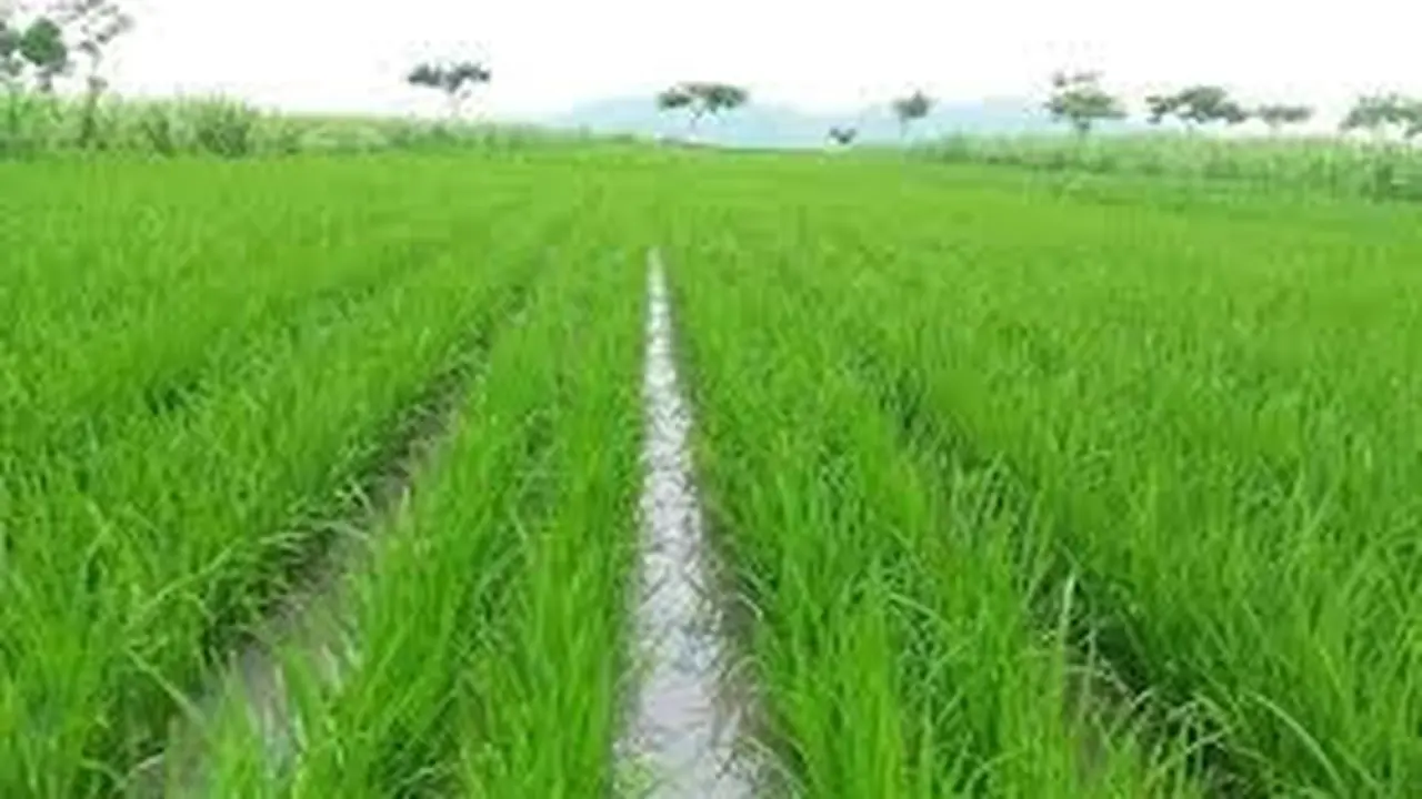 Padi Memiliki Nama Ilmiah Oryza Sativa Kata Oryza Merupakan Petunjuk