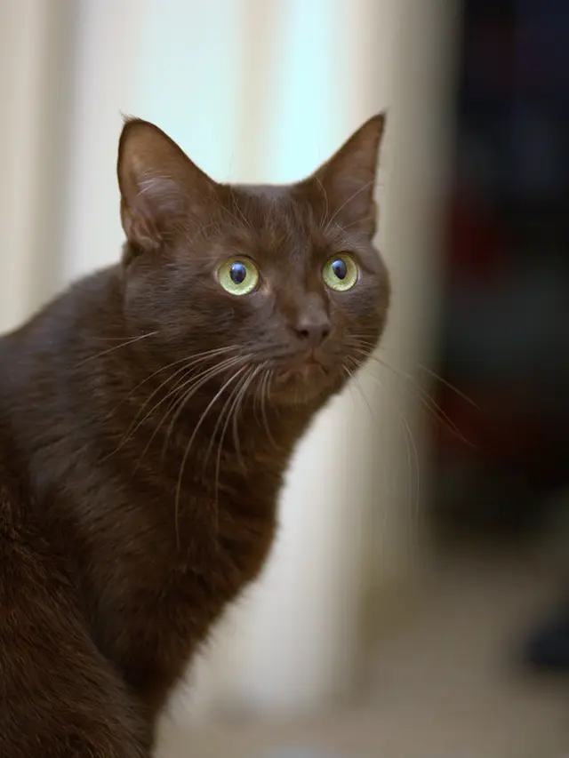 Kucing Havana Brown